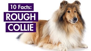 Rough Collie 101 Top 10 Facts You Should Know Lassies Breed [upl. by Hoag]