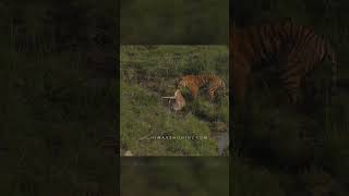 Incredible Footage  Tiger Hunts Deer wildlife animals bigcatswildlife tiger wildcats [upl. by Weintrob56]