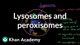 Lysosomes and peroxisomes  Cells  MCAT  Khan Academy [upl. by Given]