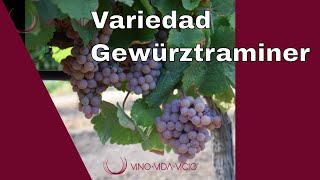 Gewürztraminer variedad  Variedad de uva Traminer  Canal vinos enólogos sommeliers [upl. by Nosirrah498]