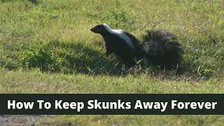 How To Keep Skunks Away For Good [upl. by Ostraw262]