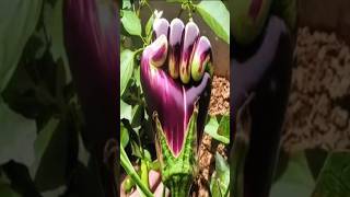 Eggplant 🍆 growing tips at home shorts eggplant [upl. by Ziladnerb233]