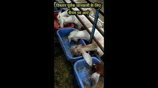 bakri palan ki jankari  bakri palan ki video bakripaln bakrifarm goat shorts short [upl. by Cosmo]