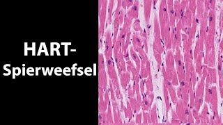 Hartspierweefel de histologiemicroscopie van de hartspiercellen [upl. by Auqinaj]