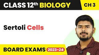 Sertoli Cells  Human Reproduction  Class 12 Biology 202223 [upl. by Giacamo]