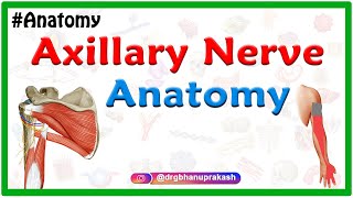 Axillary nerve Anatomy  Origin Course Branches innervation  Usmle Step 1 Anatomy [upl. by Natividad]