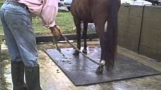 Training Tip  Horses that kick [upl. by Ydnac]