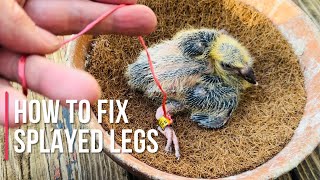 How to fix splayed legs in baby pigeons [upl. by Enairda]