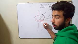 Opioids Mechanism of Action Urduhindi [upl. by Vidal228]