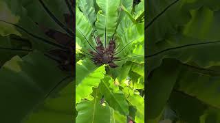 BEST TIPS  HOW TO CARE FOR BIRDS NEST FERN  ASPLENIUM NIDUS CARE GUIDE [upl. by Mide]