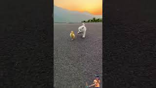 Dog and duck are running happily in the sunset dog happypetchannel ducker ducklover animals [upl. by Amri774]