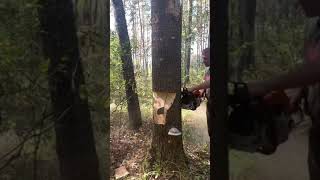 Tree cutting talent 😱🔥 shortvideo tree viral [upl. by Minton]