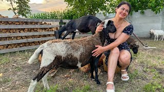 IRANnomadic life  daily routine village life of Iran Nomadic lifestyle of Iran [upl. by Nivets]