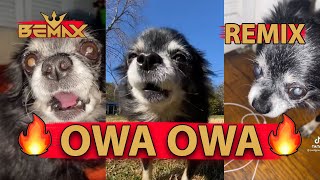 Pudgy  OWA OWA Bemax Remix  Tik Tok dog meme [upl. by Gamaliel]