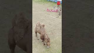 Curious Circus Animals Caught on Drone 🐘🎪 Relaxing Moments from Above shorts viralvideo circus [upl. by Fregger149]