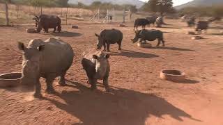 VR Wildlife Safari trip  Photos of Africa livestreamnature PhotosofAfrica 360ImageFilm [upl. by Tolland984]