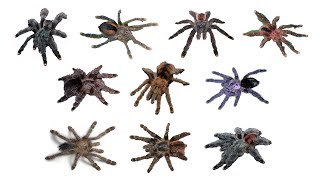 Species of Tarantula Part 5  Family Theraphosidae Genus Avicularia amp Their Scientific Names [upl. by Nairolf]