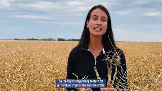 The Big Four Canola Diseases [upl. by Dub]