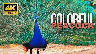 Wild Peacock🦚 Colorful Birds in 4K UHD  Animals World [upl. by Dilisio]