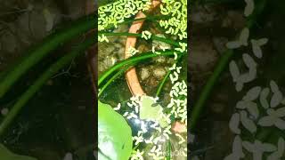 Two and half month old betta fish fry in lilly pond fish aquarium shorts viralvideo betta [upl. by Marzi31]