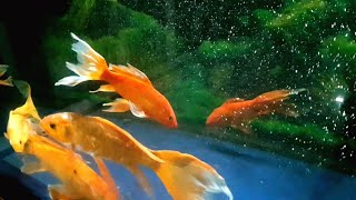 Best Catfish Catching Videos and Finding Surprise Colored Eggs Zebra Fish Three Tailed Fish Koi [upl. by Ranilopa]