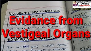 Evidence of Evolution from Vestigial Organs [upl. by Aslehc]