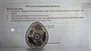 ENTAMOEBA HISTOLYTICA  NOTES   INTER 1ST YEAR  BY PHANINDRA GUPTA [upl. by Nilats]