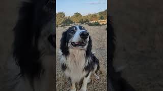 💥¡Border Collies guian 1000 ovejas💥 [upl. by Agostino]