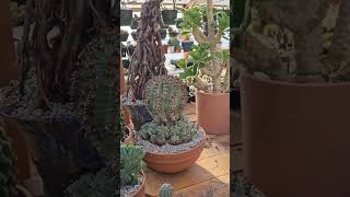 Humungos Hybrid Euphorbia horrida music cactus plants video viralreels [upl. by Elyrad18]