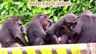 Chimpanzees help each other every day🐵🐵黑猩猩們每日互相幫助 [upl. by Colier]