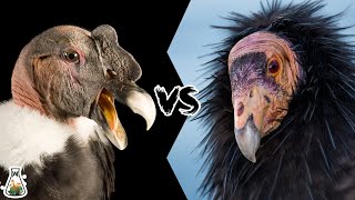 Andean Condor vs California Condor  Who Is Stronger And Would Win In A Fight [upl. by Alleacim]