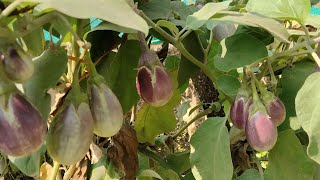 Organic small brinjal Baigan and ivy guard Tindli harvest Village garden vlog [upl. by Magdalena]