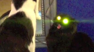 My Cats Are Possessed [upl. by Honor]