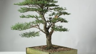 Cupressus macrocarpa  Golderest [upl. by Estren]