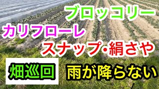 『畑巡回』雨が降らないので、成長が進みません。休み前に確認 [upl. by Madelon661]