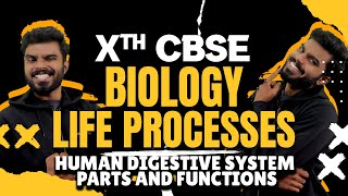 LETS STUDY BIOLOGY  CLASS 10 CBSE  LIFE PROCESSES  HUMAN DIGESTIVE SYSTEM PARTS AND FUNCTIONS [upl. by Bainter109]