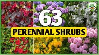 63 Perennial Shrubs for Garden  Best Perennial Shrubs to grow  Plant and Planting [upl. by Ieppet]