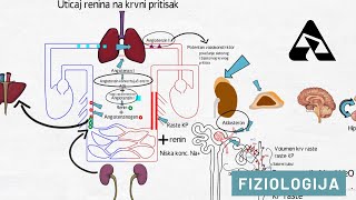 Regulacija krvnog pritiska  Renin angiotenzin aldosteron sistem [upl. by Solley623]