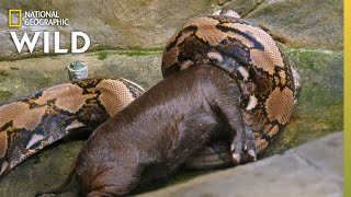 Feeding a Reticulated Python  Secrets of the Zoo Down Under [upl. by Aneehsram439]