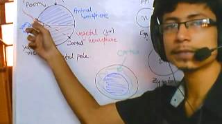 Developmental biology part 1  introduction and grey crescent formation [upl. by Ferrel8]