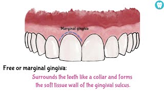 Parts Of Gingiva Easy [upl. by Nylrats]