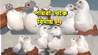 TOURNAMENT PLAYING PRIZE HOLDER ULTIMATE QUALITY PIGEON FULL LOFT SALE AVIJIT DA GARIA [upl. by Kcirre518]