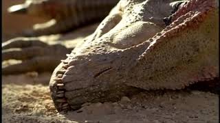 MOST POPULAR VIDEOBig Als Death  Walking with Dinosaurs Ballad of Big Al  BBC [upl. by Ludovico]