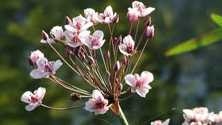 Zwanenbloem Butomus umbellatus een winterharde waterplant voor de vijver [upl. by Okkin]