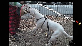 DOGO ARGENTINO BITEWORK part 2 [upl. by Idzik3]