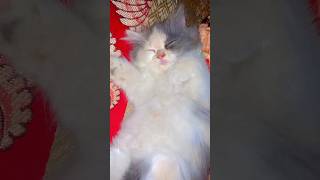 Tusky is sleeping 😴 music song catlover shortfeed 🥱😴 [upl. by Nilo]