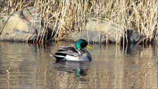 Natuurfilm Ameland Martha Appelman 2012 [upl. by Assirec568]