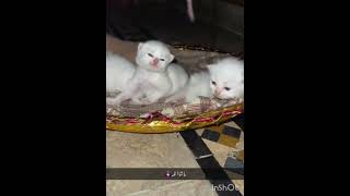 kittens cats lover enjoying fun Sarim957 [upl. by Anol459]