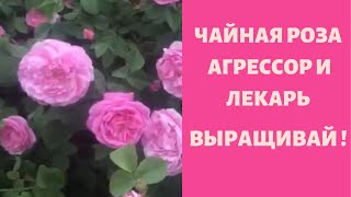 Только ЧАЙНАЯ РОЗА АГРЕССОР И ЛЕКАРЬ  уход обрезка Мои Советы [upl. by Bethanne]