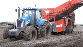 Aardappels rooien met DeWulf 2060 amp New Holland T8050 op Texel [upl. by Adnirem]